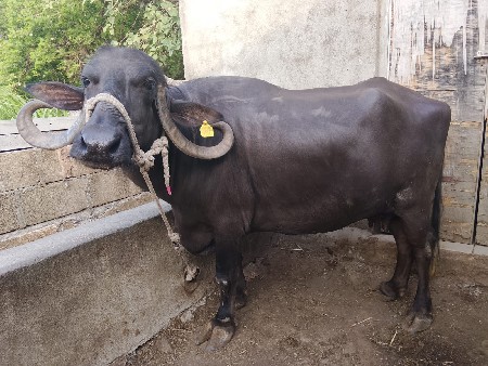 ભેંસ વેચવાની છે