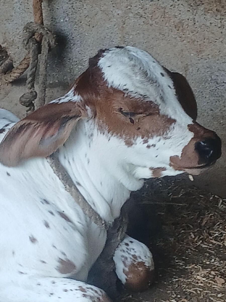 એસ બ