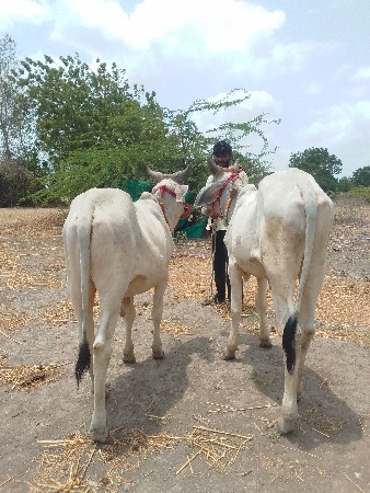 વડલાના સાટા કરવાના છે
 બદલાના સાટા