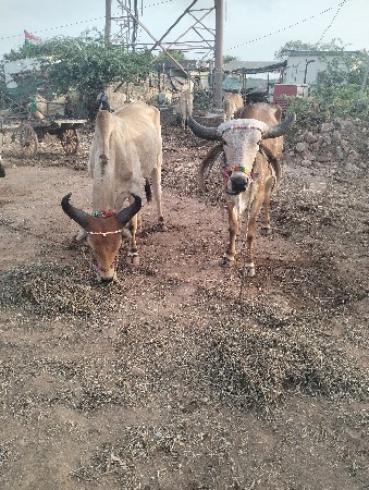 શિવ સાહેબ