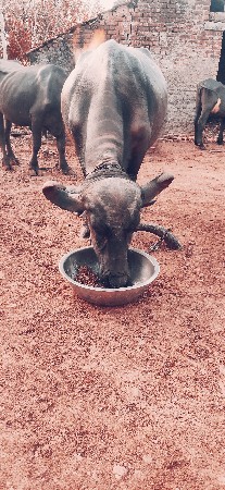 ભેંસ વેચવાની છે બીજા વેતર.ની