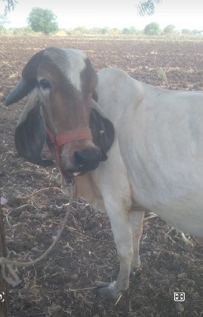 વછેરો