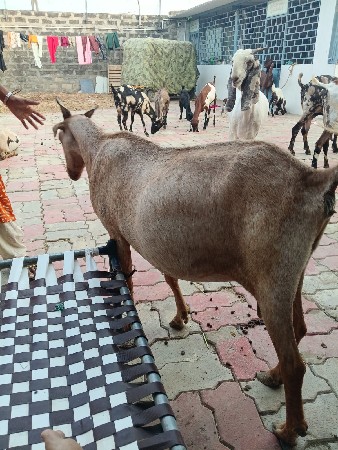 બકરી ને રાજસ્થાની બકરી છે