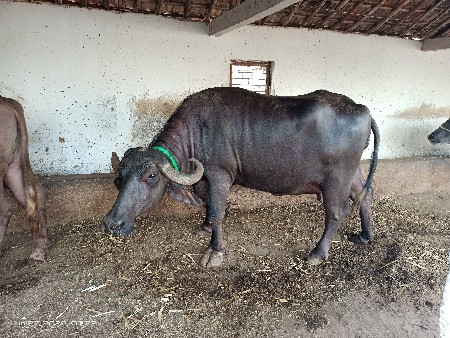 વેચવાની છે.