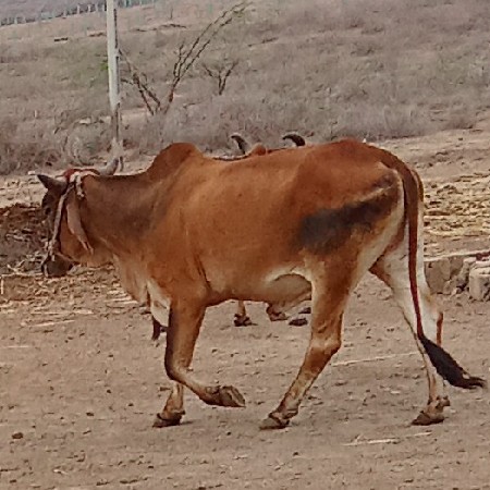 વેચવાના છે ગોઢલા
