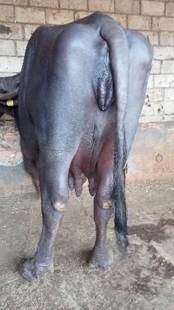 ભેંસ વેચવાની છે