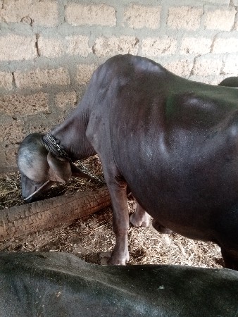 જાફરો પાડો વેચવાનો છે