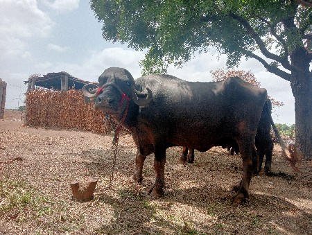 ભોંસ