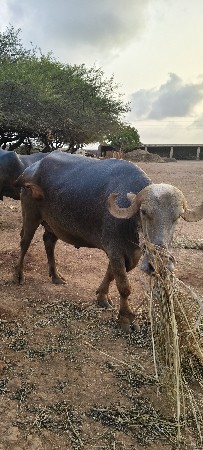 ભેંસ વેચવા ની છે.