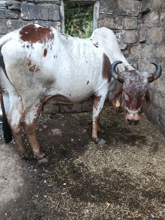 વેસવાનીછે