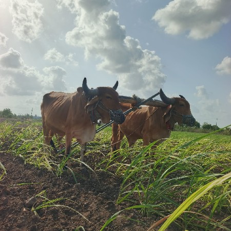 ગોદલા વેચવાના છે