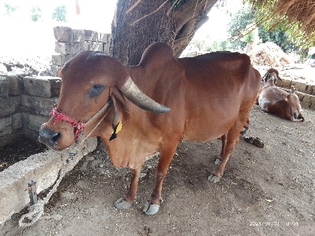 ગાય વહેંચવા ની છે