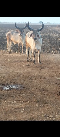 ગોઢલા વેચવાના છે