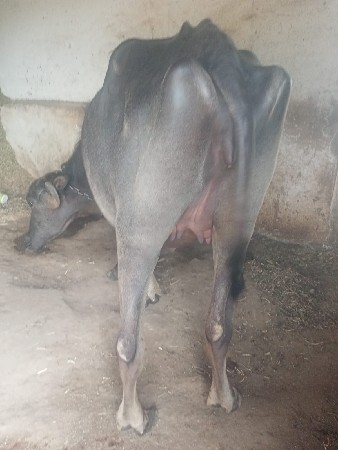 ખળેલી વેચવાની છે