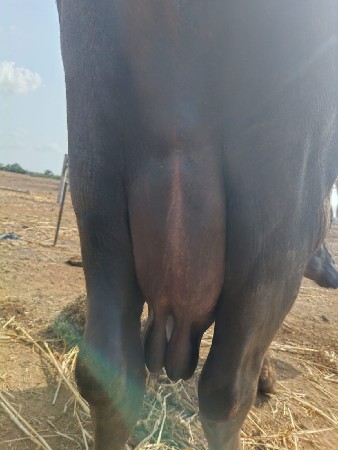 ભેસ વેસવાની છે