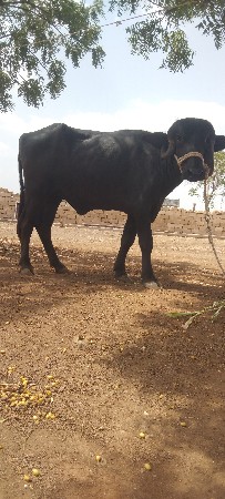 આ ખડેલા વેચવાના છે