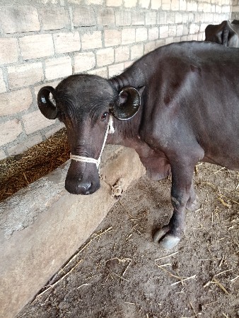ખળેલી વેચવાની છે
