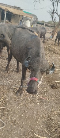 ખડેલુ વેચવાનું છે