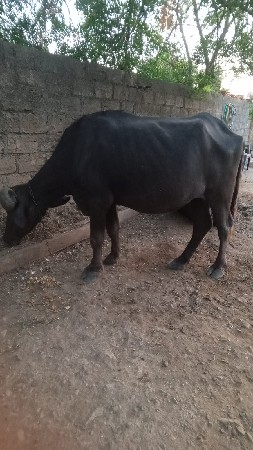 bhesh vechava ni se