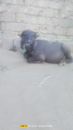 વરસ વરસદીની બે પાડી