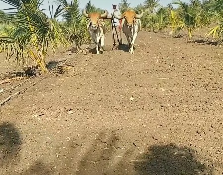 2  જોડ  બરધ  વેશવાના   છે