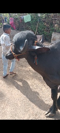 વેચવાની છે
