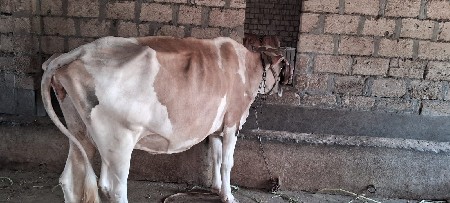 ઐશબ ગાયમાતા