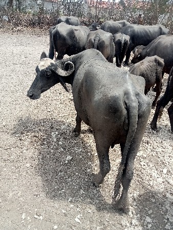 બોવજ સારી ભેસ સે સાવ સોજી