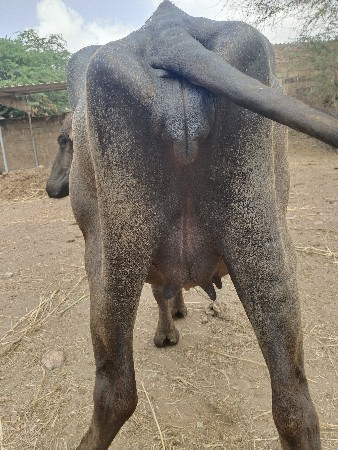 પેલું વેતર છે