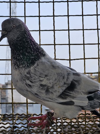 Silver male...\Full size