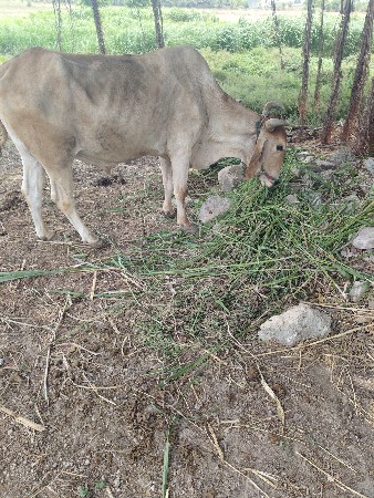 બળદ વેચવાનો છે