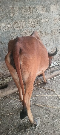 ગાય વેચવાની છે