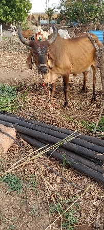 ગાયુવેચવાનીછે ખોટાફોનકરવાનય