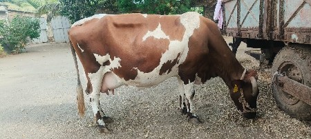 એચએફ ગાય