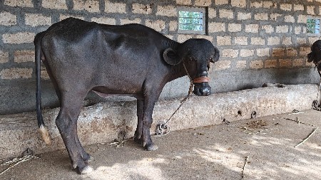 ખડેલું વેચવાનું છે