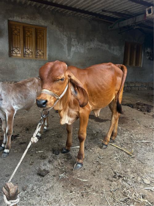 વાસડી  મફત આપવા ની છે