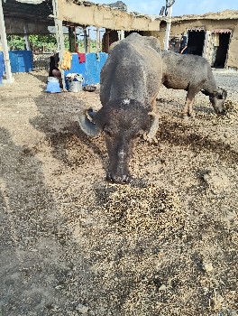 વેચવાની