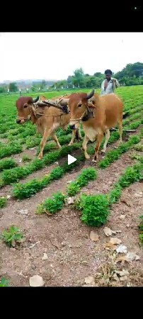 ગોઢલા