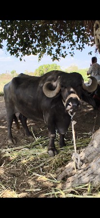 ભેંશ