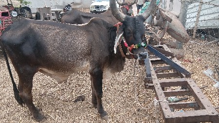 જાબૌ બળદ આપવાનો છે