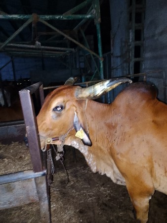 ગાય વેચવાની છે