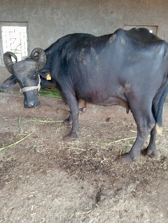 ભેંસ વેચવાની છે