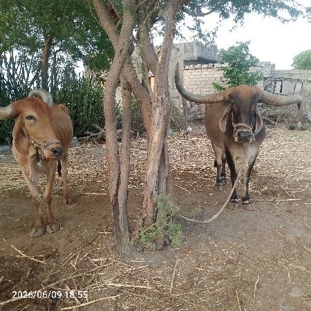 બડદ વેચવાના છે