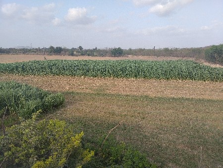 જુવાર