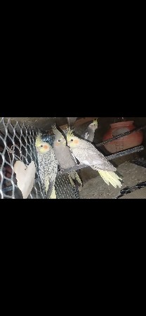 કોકટેલ પિંજરું વેચવાનું છે