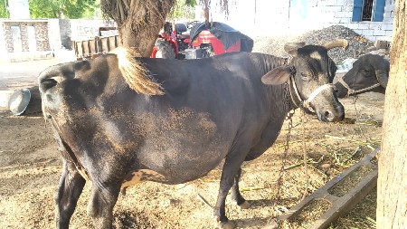 ગાય વેચવાની છે
