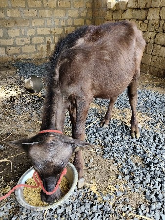 જાફરાબાદી ‌પાડીયુ‌ પેશવાની છે.