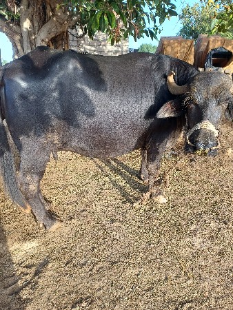 ભેસ વેચવાનિ છે