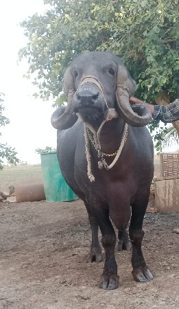 બીજું વેતર ભેંસ વેચવાની છે