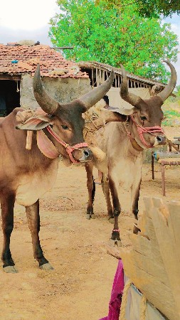 જાંબા ગોધલા વેચવાના છે
